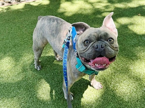 JACQUES - French Bulldog available for adoption