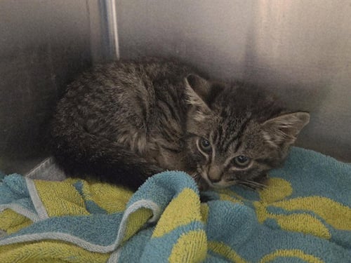 A1051696 - Domestic Short Hair available for adoption