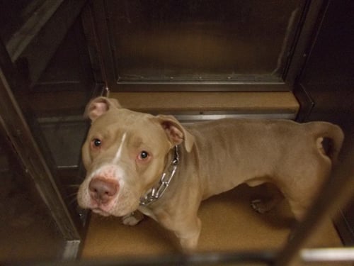 BUNDLES - Pit Bull Terrier available for adoption
