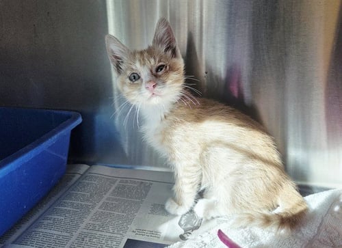 A1053564 - Domestic Short Hair available for adoption