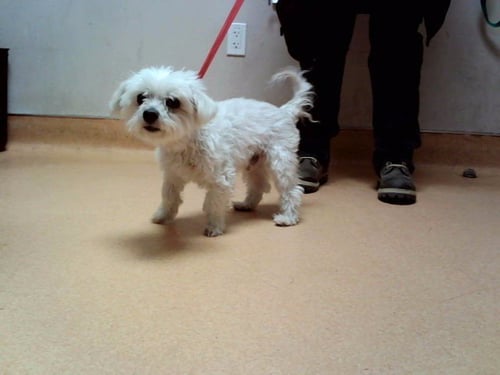 DAVE - Terrier available for adoption