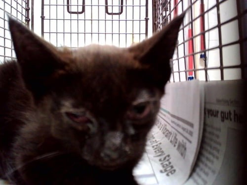 QUESTLOVE - Domestic Short Hair available for adoption