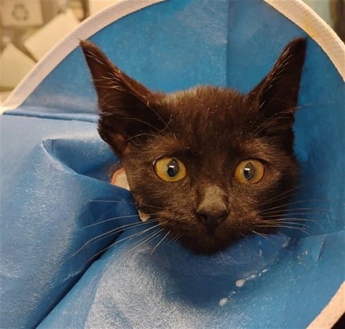 PEEKABO - Domestic Short Hair available for adoption