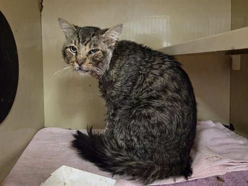 DANTE - Domestic Medium Hair available for adoption