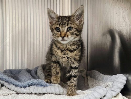 A1055412 - Domestic Short Hair available for adoption