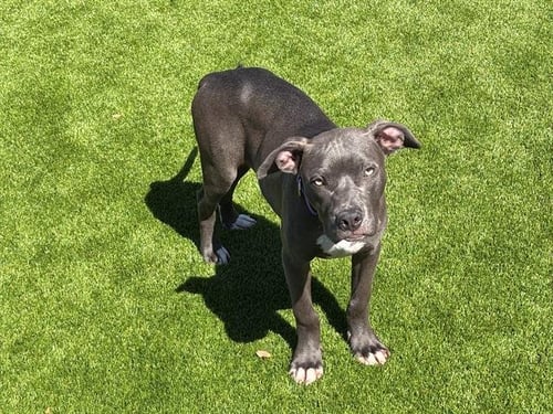 TED - Pit Bull Terrier available for adoption