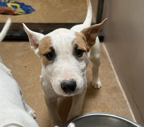 TITAN - Bull Terrier available for adoption