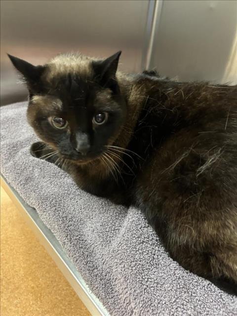 BUBBLES - Siamese available for adoption