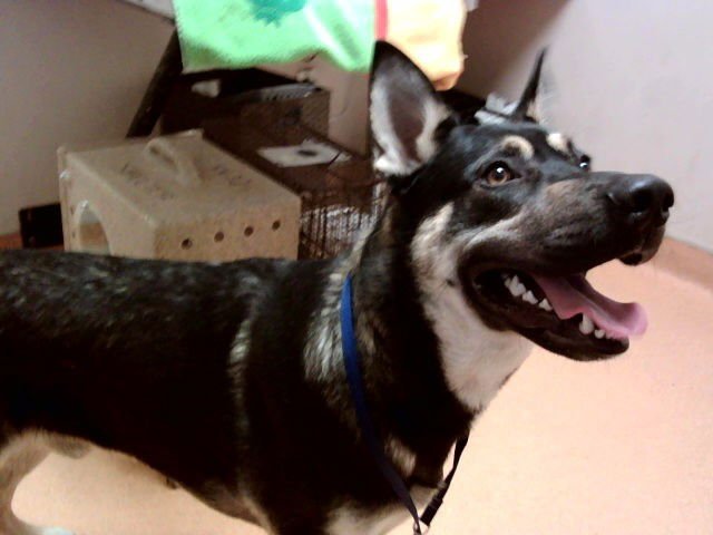 GALT - German Shepherd Dog available for adoption