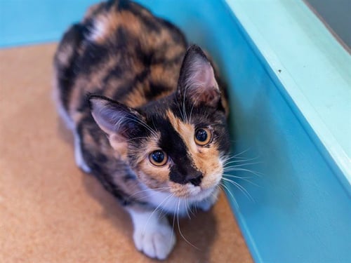 ANGELA - Domestic Short Hair available for adoption
