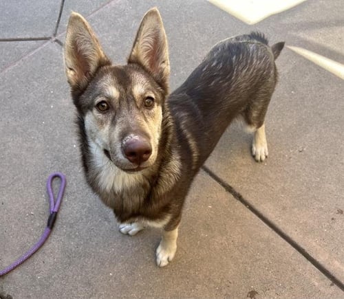 MAZDA - Siberian Husky / German Shepherd Dog available for adoption