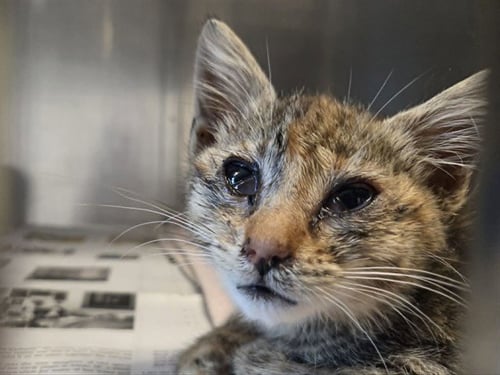 ODETTE - Domestic Short Hair available for adoption