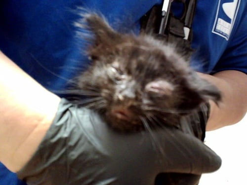 A1047413 - Domestic Medium Hair available for adoption