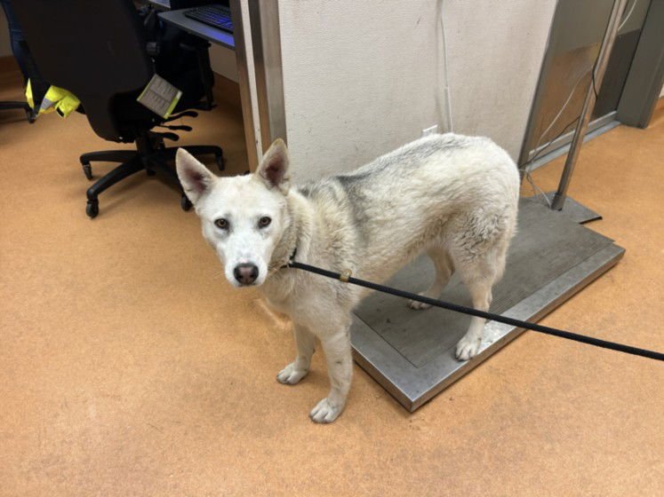 MAY - Siberian Husky / German Shepherd Dog available for adoption