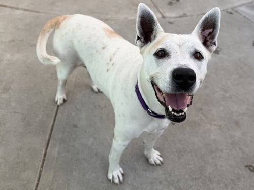 ANNIE - Australian Cattle Dog/Blue Heeler available for adoption