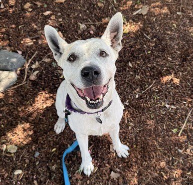 ANNIE - Australian Cattle Dog/Blue Heeler available for adoption