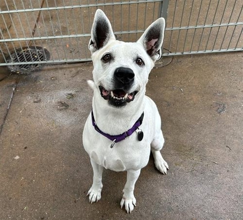 ANNIE - Pit Bull Terrier available for adoption