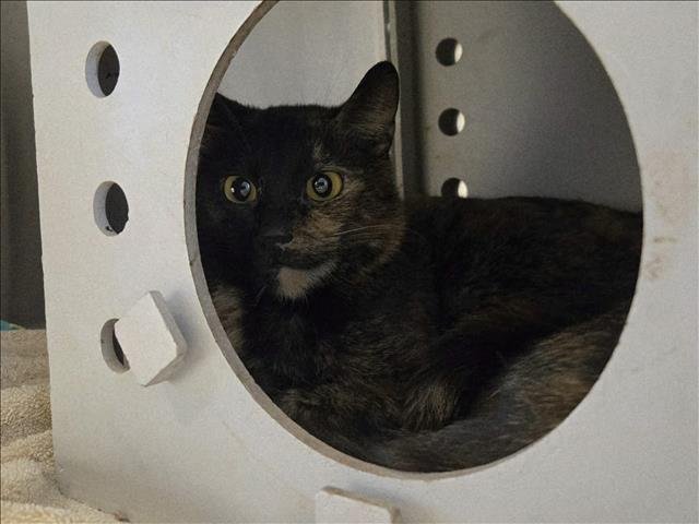 LOVEY - Domestic Short Hair available for adoption