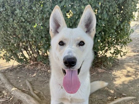 SNOWY - German Shepherd Dog available for adoption