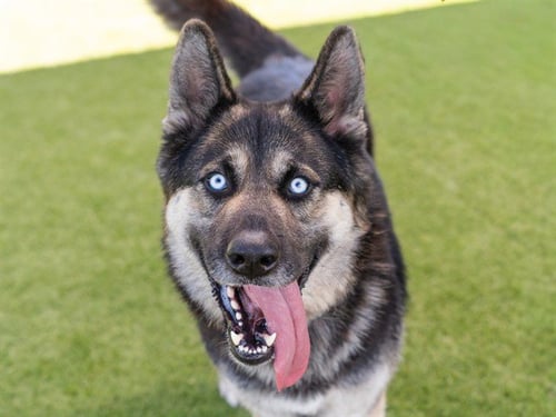 KIRA - German Shepherd Dog available for adoption