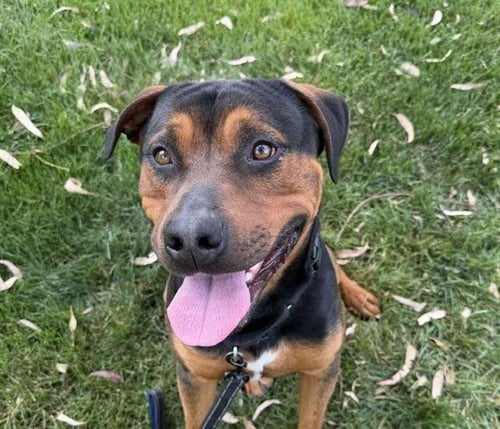 FRANK - Rottweiler available for adoption