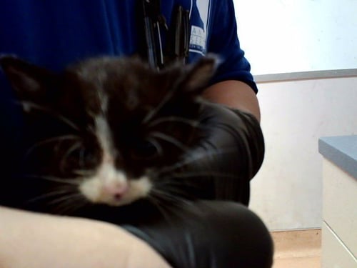 A1047847 - Domestic Short Hair available for adoption