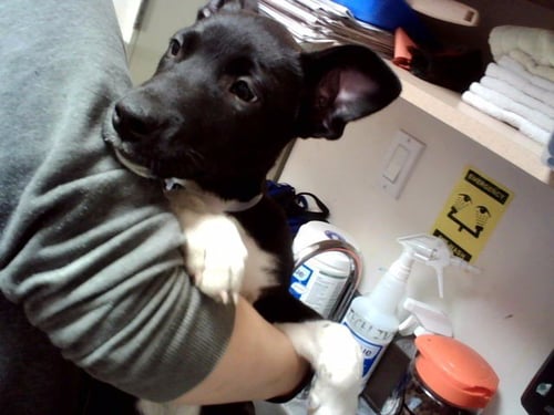 CRIMSON - Pit Bull Terrier available for adoption