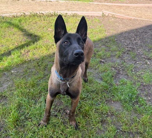CHANDLER - Belgian Shepherd Malinois available for adoption