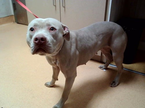 VILMA DINKLEY - Pit Bull Terrier available for adoption