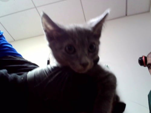 KITTEN 2 - Domestic Short Hair available for adoption