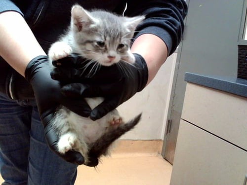 A1053988 - Domestic Short Hair available for adoption