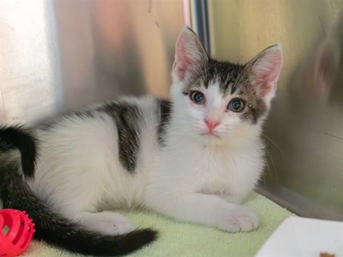 FRITZ - Domestic Short Hair available for adoption