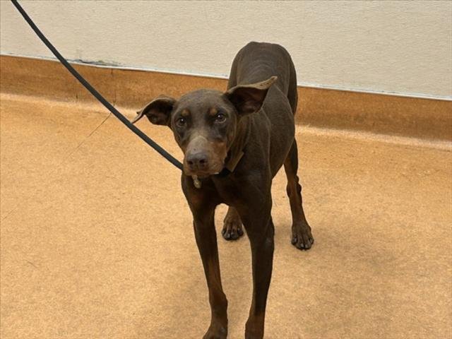 SCARLET - Doberman Pinscher available for adoption