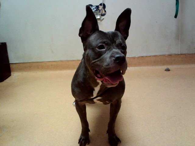 ETTA Image