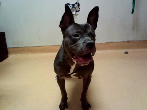 ETTA - Pit Bull Terrier available for adoption