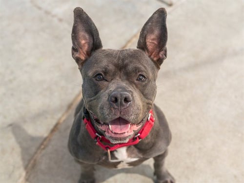 ETTA - Pit Bull Terrier for adoption in Concord