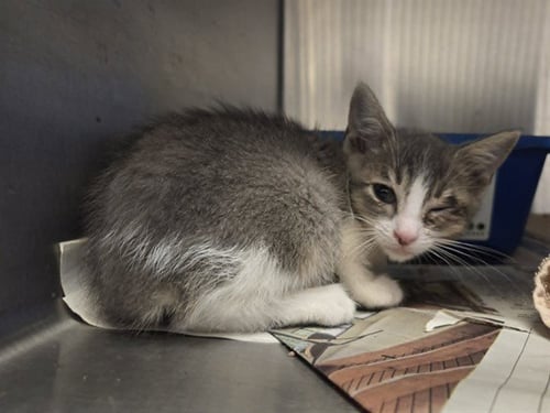 A1048938 - Domestic Short Hair available for adoption