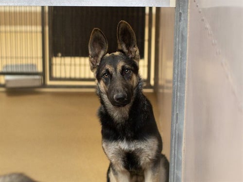 TIKKA - German Shepherd Dog available for adoption