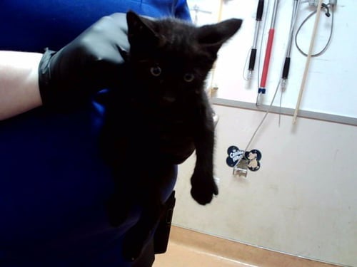 A1053143 - Domestic Short Hair available for adoption