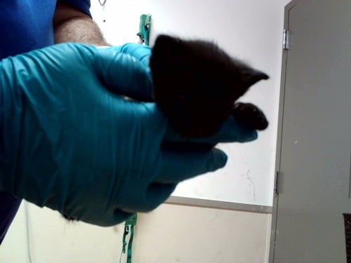 A1054308 - Domestic Short Hair available for adoption