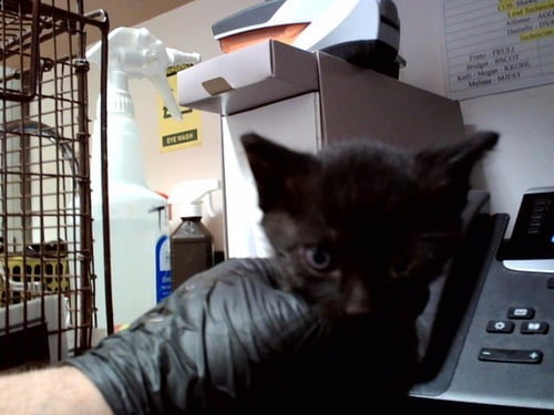 A1047575 - Domestic Short Hair available for adoption