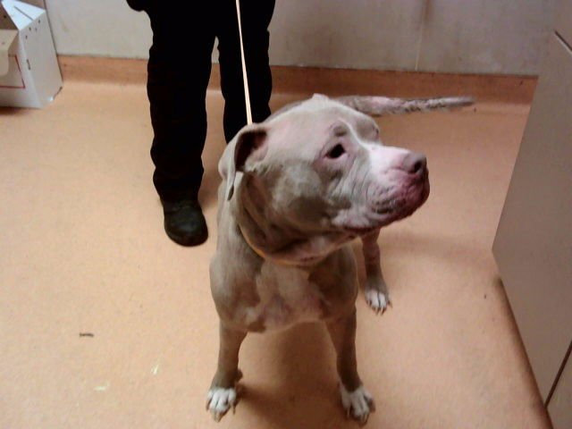 GRETTLE - Pit Bull Terrier available for adoption