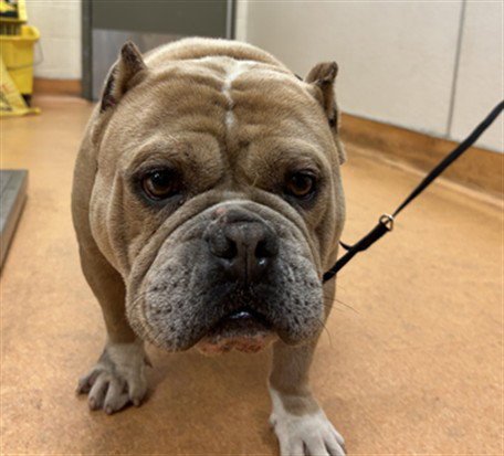 BAGEL - American Bulldog available for adoption