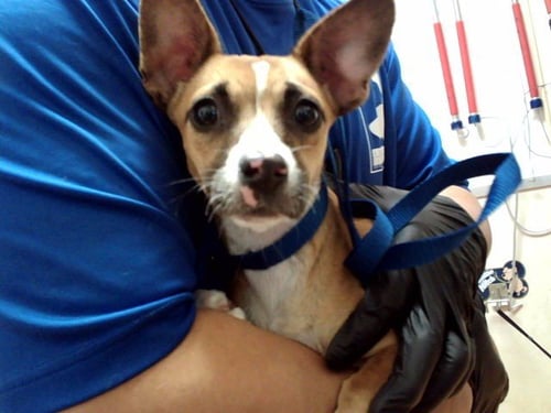 KELLY - Terrier available for adoption