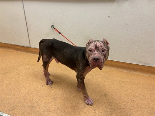 MARIO - American Bulldog available for adoption