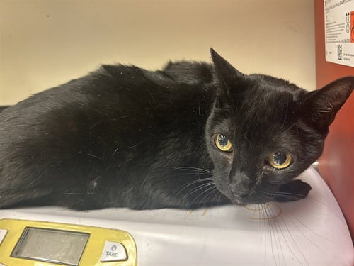 STELLARA - Domestic Short Hair available for adoption