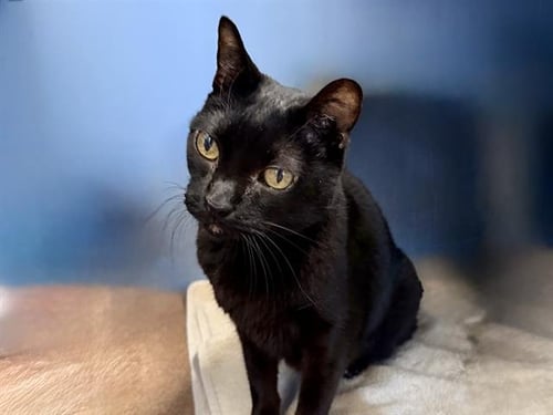 STELLARA - Domestic Short Hair available for adoption