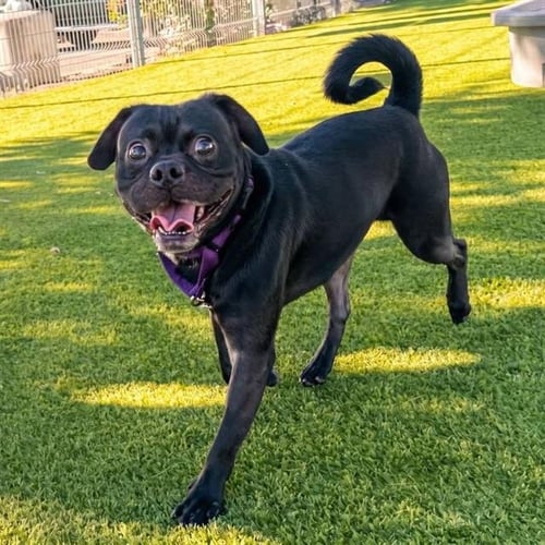 BIGGIE - Pug available for adoption