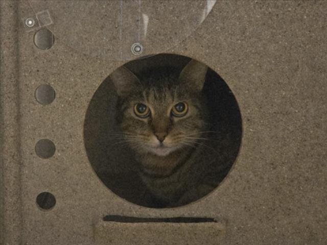 MEEP MEEP - Domestic Short Hair available for adoption