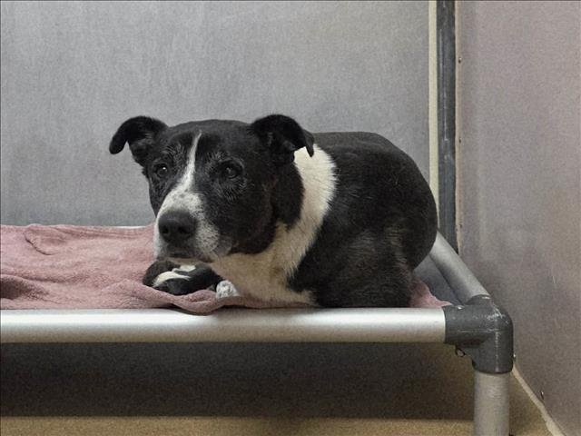 OREO-DOUBLESTUFF - Siberian Husky / Pit Bull Terrier available for adoption